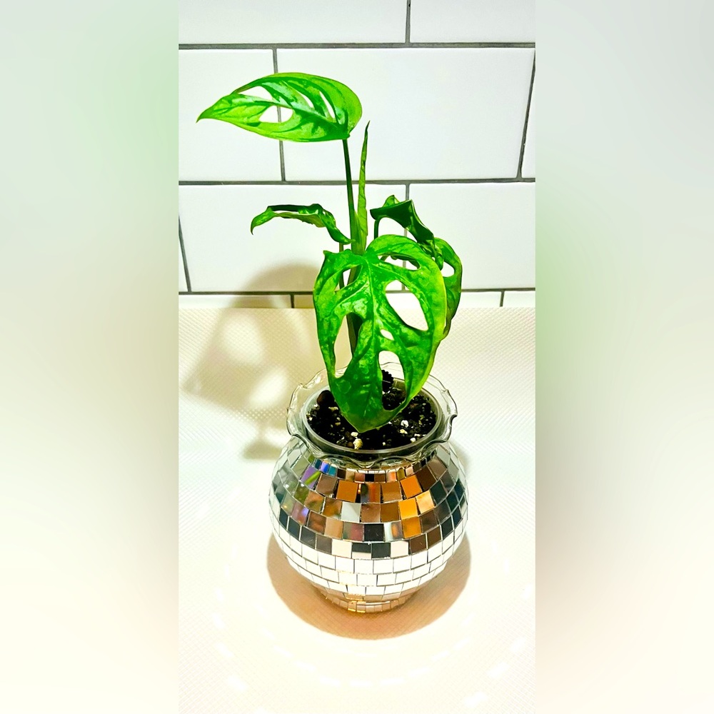 Disco / Bubble Planter / Fish Bowl Pot